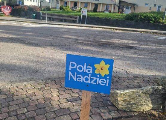 Grafika 1: "Pola Nadziei" - sadzenie cebulek żonkili