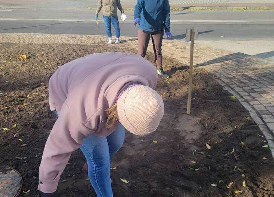 Grafika 3: "Pola Nadziei" - sadzenie cebulek żonkili