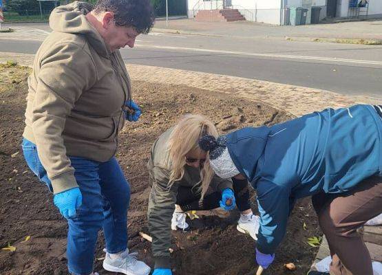 Grafika 4: "Pola Nadziei" - sadzenie cebulek żonkili