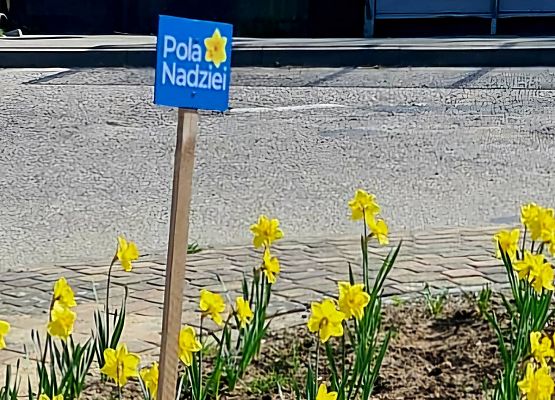 Grafika 3: POLA NADZIEI