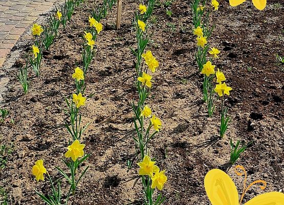 Grafika 2: POLA NADZIEI